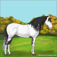 Horse Color:Blue Roan Splash Appaloosa 