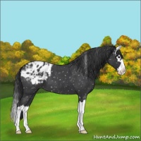 Horse Color:Blue Roan Splash Appaloosa 
