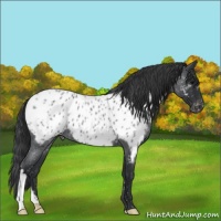 Horse Color:Blue Roan Appaloosa 