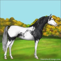 Horse Color:Black Splash Snowcap 