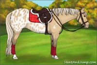 Horse Color:Silver Bay Dun Appaloosa 