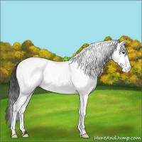 Horse Color:White Spotted Black Appaloosa 