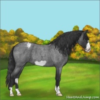 Horse Color:Blue Roan Frame Varnish 