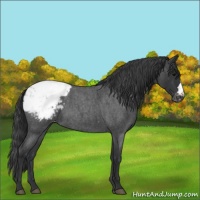Horse Color:Blue Roan Appaloosa 