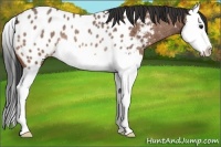 Horse Color:Bay Roan Splash Appaloosa Rabicano 