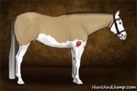 Horse Color:Classic Champagne Splash