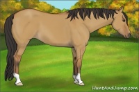 Horse Color:Bay Dun 
