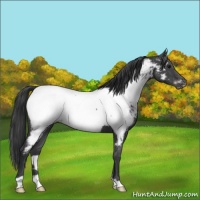 Horse Color:Blue Roan Appaloosa 