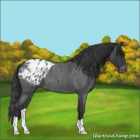 Horse Color:Blue Roan Varnish 