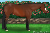 Horse Color:Gray Bay 