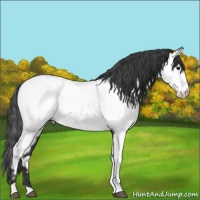 Horse Color:Blue Roan Near Fewspot 