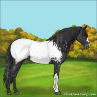 Horse Color:Blue Roan Snowcap 