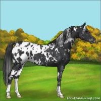 Horse Color:White Spotted Black Appaloosa 