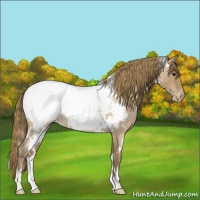 Horse Color:White Spotted Blue Roan Pearl Appaloosa 