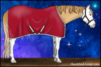 Horse Color:Gold Champagne Splash Appaloosa 