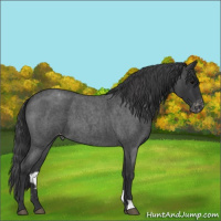 Horse Color:Blue Roan Varnish 