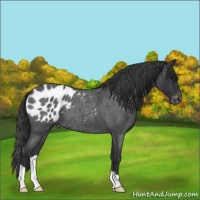 Horse Color:Blue Roan Appaloosa 