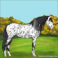 Horse Color:Blue Roan Near Leopard 