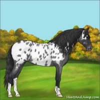 Horse Color:Blue Roan Appaloosa