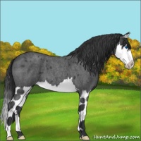 Horse Color:Blue Roan Splash 