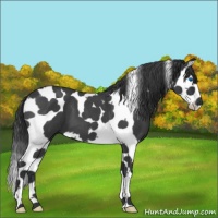 Horse Color:Blue Roan Splash Tobiano