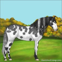Horse Color:Blue Roan Splash Tobiano