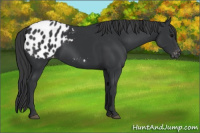 Horse Color:Black Appaloosa
