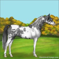 Horse Color:Blue Roan Splash Tobiano