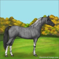 Horse Color:Blue Roan Tobiano 