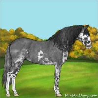 Horse Color:Blue Roan Splash 