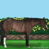Horse Color:Gray Bay Rabicano 