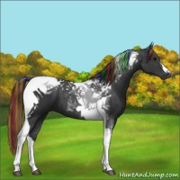Horse Color:Painted Black Tobiano 