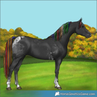 Horse Color:Painted Black Tobiano 