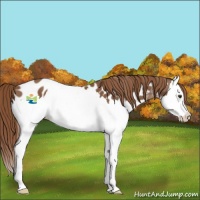 Horse Color:Chestnut Splash Appaloosa 