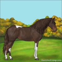 Horse Color:Liver Chestnut Tobiano 