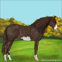 Horse Color:Liver Chestnut Frame 