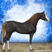Horse Color:Liver Chestnut Sabino Splash