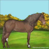Horse Color:Liver Chestnut Varnish 