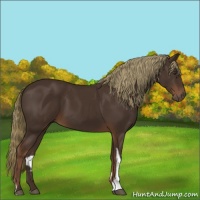 Horse Color:Liver Chestnut Tobiano 