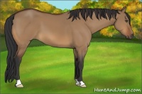 Horse Color:Bay Dun