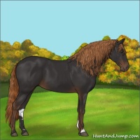Horse Color:Liver Chestnut