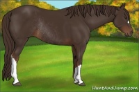 Horse Color:Liver Chestnut Rabicano 