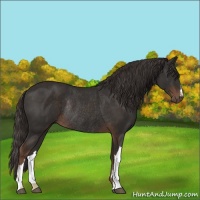 Horse Color:Liver Chestnut Rabicano 