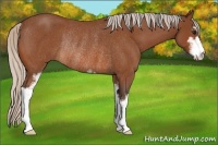 Horse Color:Silver Bay Roan Sabino Rabicano