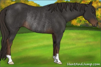 Horse Color:Liver Chestnut Rabicano 
