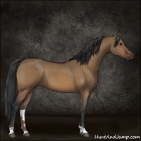 Horse Color:Brown Dun