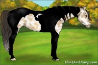 Horse Color:Buckskin Ice Tobiano 