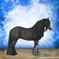 Horse Color:Black and Black