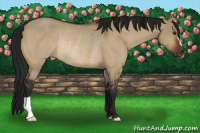 Horse Color:Gray Bay Dun Rabicano