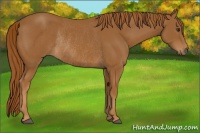 Horse Color:Chestnut Rabicano 